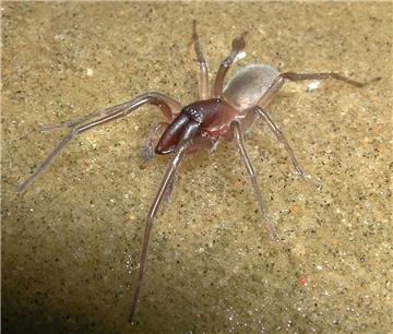 Die Aufnahme zeigt eine männliche Australische Küstenspinne der Art Desis bobmar...