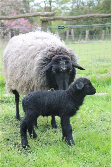 Die Augen sind  noch zu: Erstes Lamm auf der Dreptefarm in Wulsbüttel. Foto privat