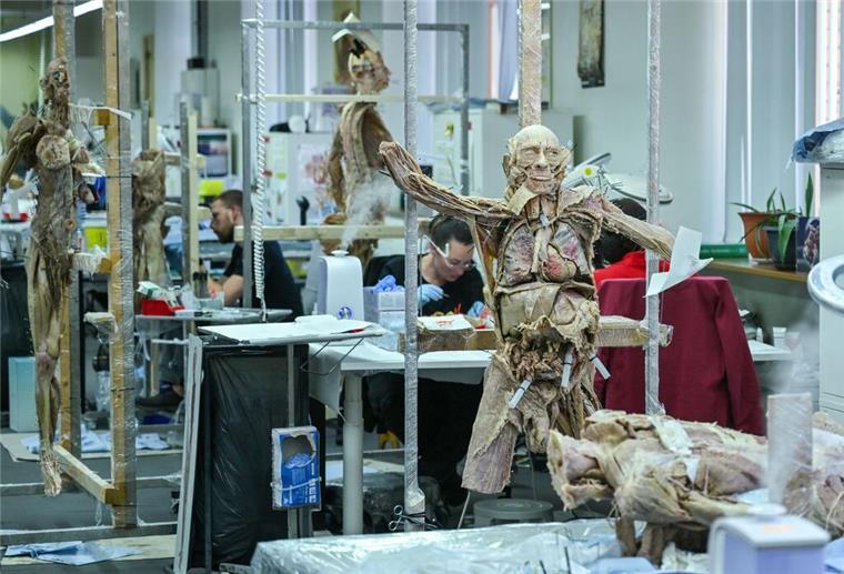 „Körperwelten“-Schöpfer empfindet Leben als große Ausnahme Die Ausstellung feiert im Jahr 1995 ihr Debüt und wurde seitdem in 42 Ländern gezeigt (Archivbild).