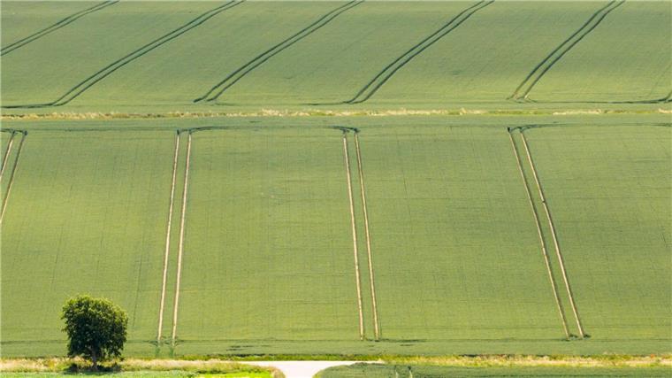 Die Bauern sind trotz Wetterstress mit der Getreide- und Rapsernte zufrieden. 
