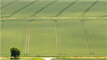Die Bauern sind trotz Wetterstress mit der Getreide- und Rapsernte zufrieden. 