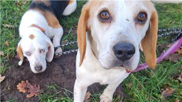 Die Beagles Biene und Maja