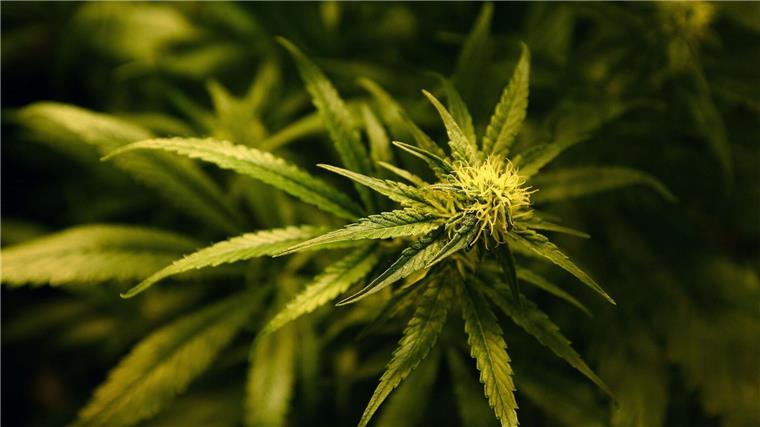 Die Beamten entdeckten mehr als 35 Kilogramm Cannabis. (Symbolbild)