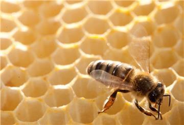 Die bedrohten Bienen stehen im Zentrum einer Krise, die nicht nur Imker, sondern auch die Landwirtschaft und das Ökosystem betrifft.