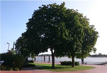 Die beiden Ahornbäume wurden 1981 an der Stadtkaje gepflanzt und prägen sie optisch mit. Aber der vordere Baum ist krank und muss aus Sicherheitsgründen gefällt werden.