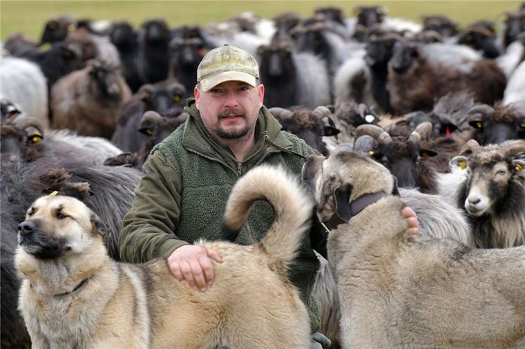 Die beiden Herdenschutzhunde Debbie und Cooper haben eine wichtige Aufgabe: Sie sollen die Heidenschnucken-Schafherde von Holger Benning vor Wölfen schützen. Das ist zugleich eine Maßnahme, die der Naturschutzbund Niedersachsen Tierhaltern im Projekt „Herdenschutz“ empfiehlt.