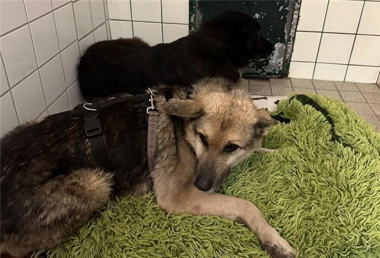 Die beiden Hunde haben nervenaufreibende Stunden hinter sich. Jetzt brauchen sie Hilfe. 