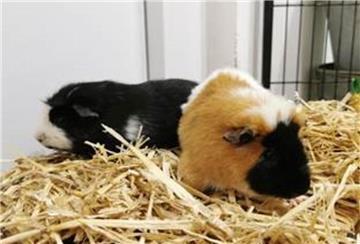 Die beiden Meerschweinchen sind Brüder und suchen ein neues, liebevolles Zuhause. 