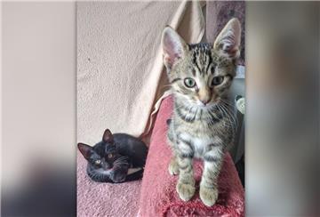 Die beiden Miezen Smilla und Marley sind unzertrennlich und sollen daher nur zusammen in ein neues Zuhause einziehen.