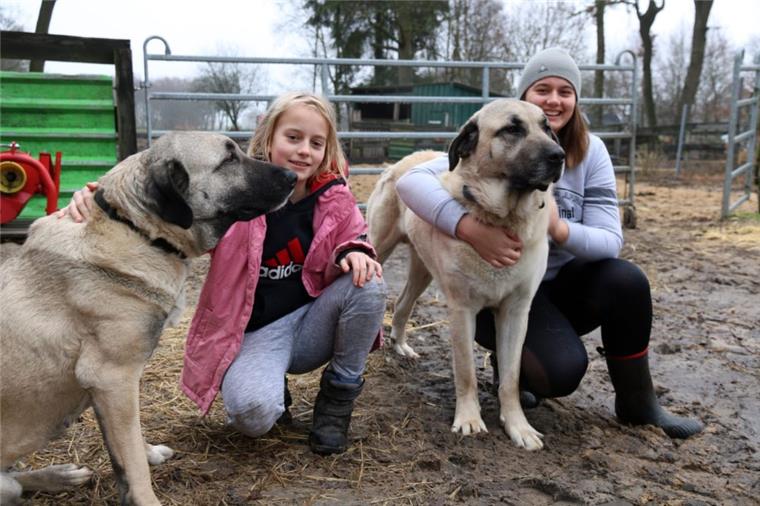 Die beiden Schutzhunde der Rasse Kangale, Shira und Attila, mögen viel Zuwendung. 