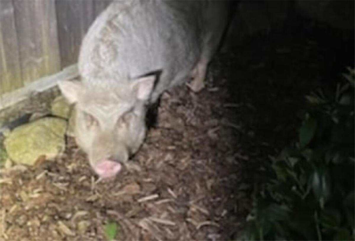 Schwein