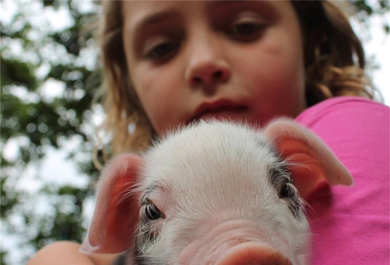Wulsbüttel: Dreptefarm gibt ihre Schweine auf Die Bentheimer Ferkel waren eine Attraktion im Schullandheim Dreptefarm.