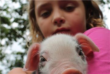 Die Bentheimer Ferkel waren eine Attraktion im Schullandheim Dreptefarm.