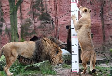Die Berberlöwen Basu (links) und Naima vor drei Jahren im Zoo Hannover.