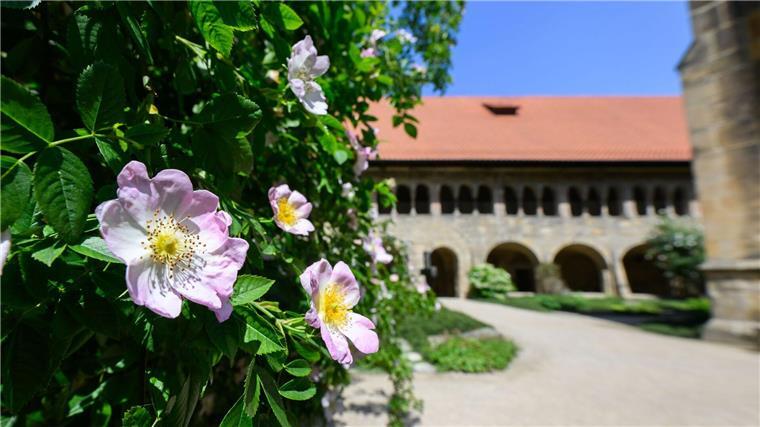 Die berühmteste Rose Hildesheims erstrahlt wieder.
