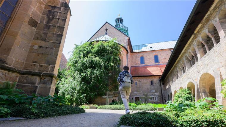 Die berühmteste Rose Hildesheims erstrahlt wieder.