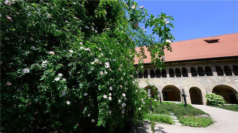 Die berühmteste Rose Hildesheims erstrahlt wieder.