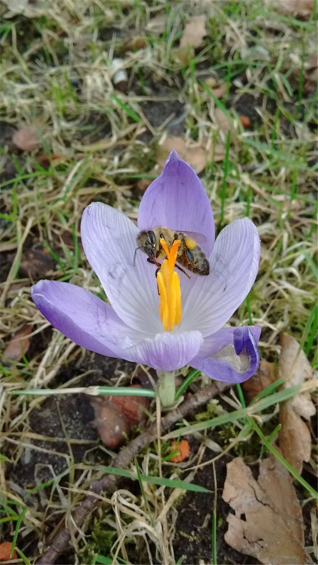 Die Bienen sind schon fleißig. Foto: Kaiser