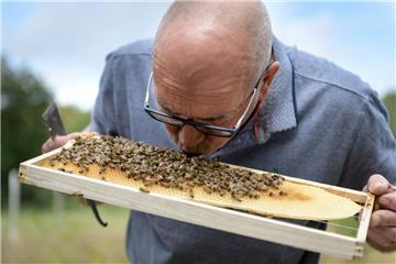 Die Bienen von Imkermeister Detlev Biel sind so zahm, dass er sie zur Begrüßung auch mal küsst. Einen Imkeranzug trägt er nur selten. 