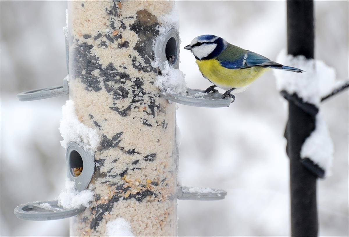 Bremerhaven: Das richtige Futter für Meise und Co Die Blaumeise lässt sich am Futterspender ihre Mahlzeit schmecken. Das ist nicht nur für den Vogel ein Genuss, sondern auch für die Menschen, die ihn dabei beobachten können.