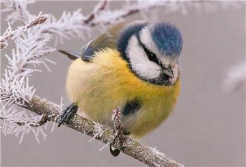 Blaumeise