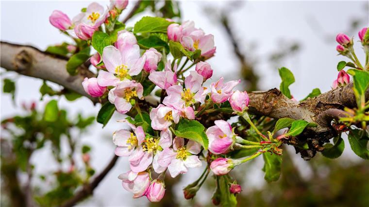 Obstblüte im Alten Land etwas früher als im Durchschnitt Die Blüte der Äpfel beginnt zu Ostern.