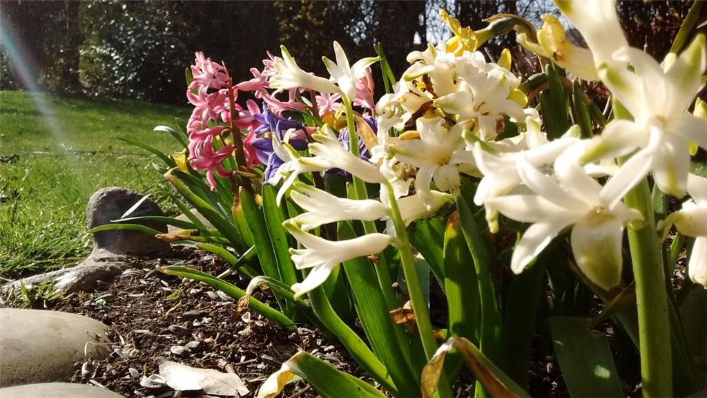 Die Blumen schießen bei den Temperaturen nur so aus der Erde. Foto: Kaiser