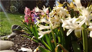 Die Blumen schießen bei den Temperaturen nur so aus der Erde. Foto: Kaiser
