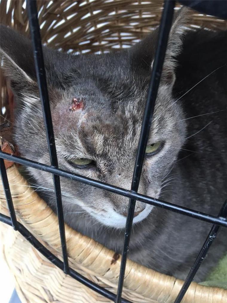 Kater "Linus" ringt mit dem Tod: Wulsdorf fahndet nach brutalem Tierquäler Die blutige Kopfwunde bei Kater "Linus" ist gut zu sehen. Wahrscheinlich stammt sie von einer Schusswaffe.