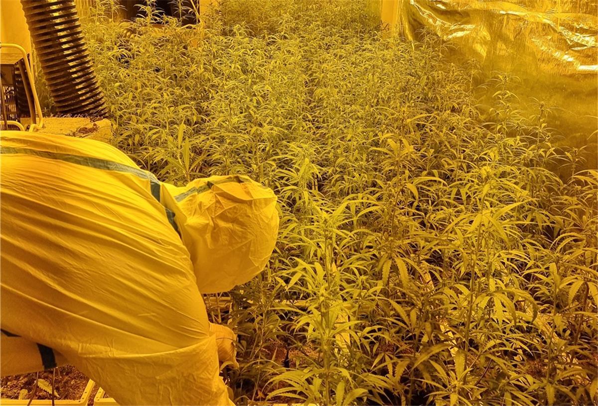 Bremer Polizei stellt 2000 Marihuana-Pflanzen sicher Polizei entdeckt Marihuana-Plantage
