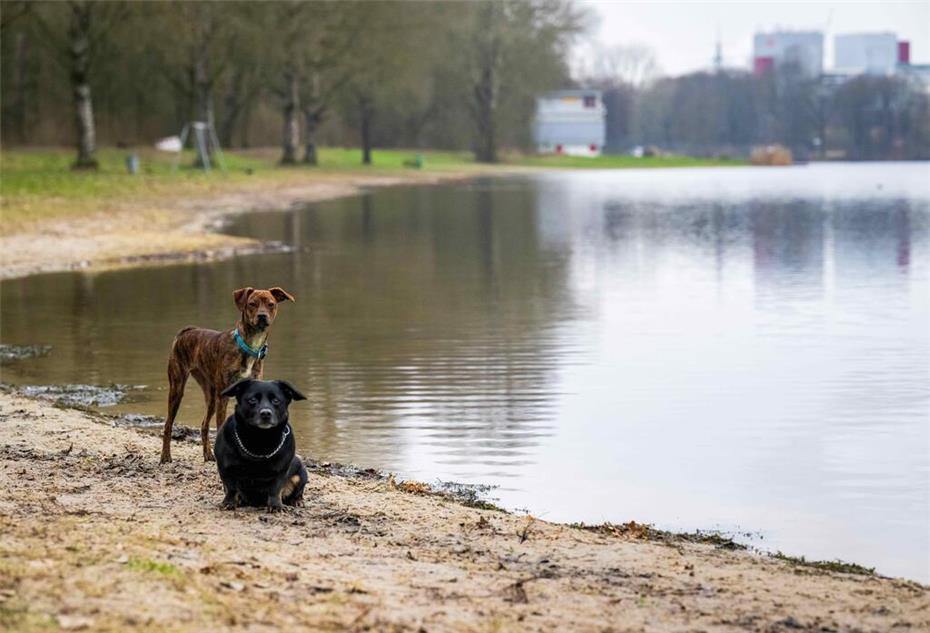 Hunde am Ufer des Stadtwaldsees (Unisee).