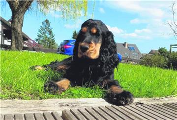 Die Cocker-Spaniel-Dame Paula starb an den Folgen einer Vergiftung. Nach Informationen der NORDSEE-ZEITUNG soll es in Spaden weitere ähnliche Fälle gegeben haben.