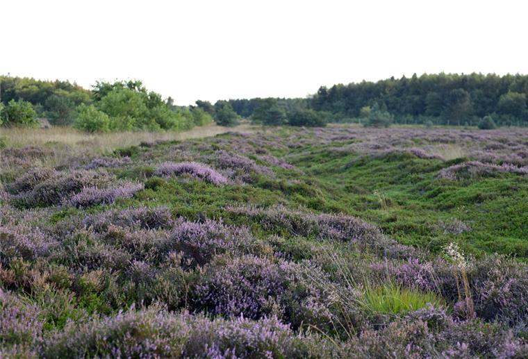 Die Cuxhavener Küstenheide soll erhalten bleiben.