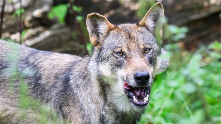 Die Debatte um die Jagd auf Wölfe wird emotional geführt. (Archivbild)