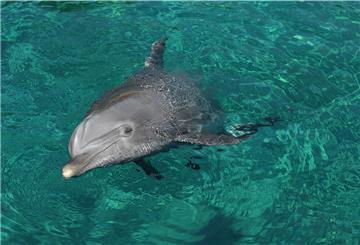 Delfin, Russland setzt Kampfdelfine ein