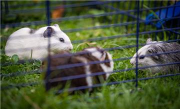 Die drei ausgesetzten Meerschweinchen haben in Bremerhaven-Leherheide ein neues Zuhause bekommen.