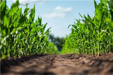 Die Düngeverordnung schreibt vor, dass der Landwirt nur so viel Nährstoff ausbringen darf, wie die Pflanze bis zur Ernte aufnehmen kann. Das gilt auch für Mais.