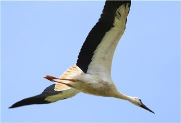 Die Eckwarder Jungstörche haben sich gut entwickelt. Seit ein paar Tagen sind sie flügge und verlassen das Nest.