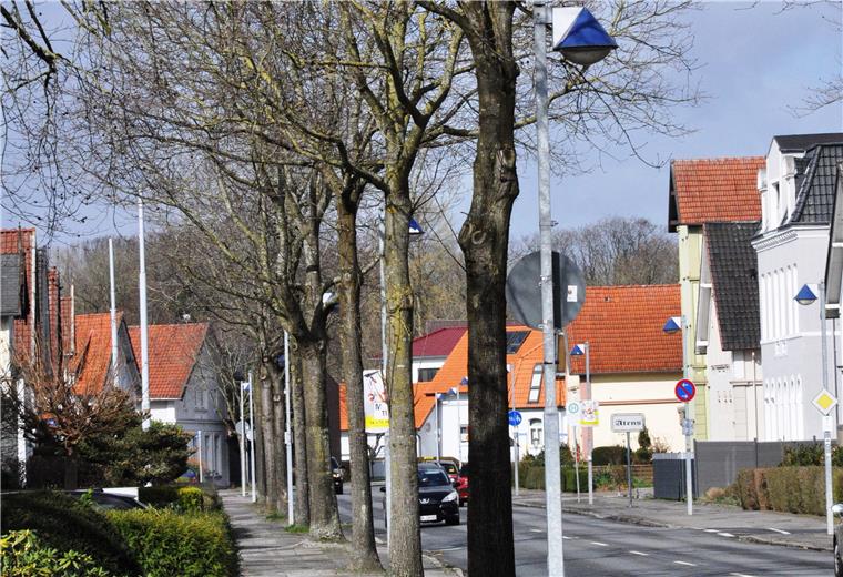 Die Eichen an der Bahnhofstraße werden gefällt.