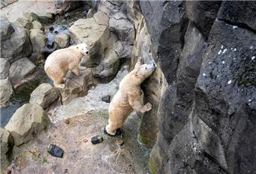 Zwei Eisbären sind in einem Gehege. Ein Eisbär steht und leckt etwas von der Wand.