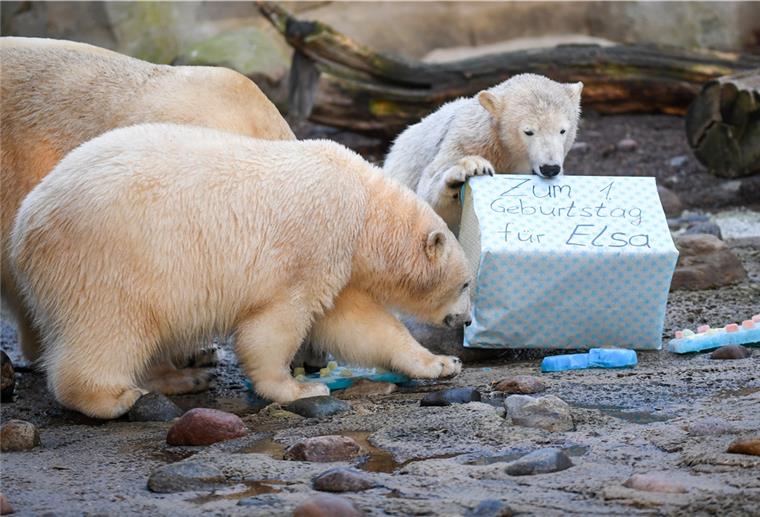 Happy Birthday, Anna und Elsa! Die Eisbären-Ladies Anna und Elsa feiern mit Mutter Valeska ihren ersten Geburtstag im Zoo am Meer.