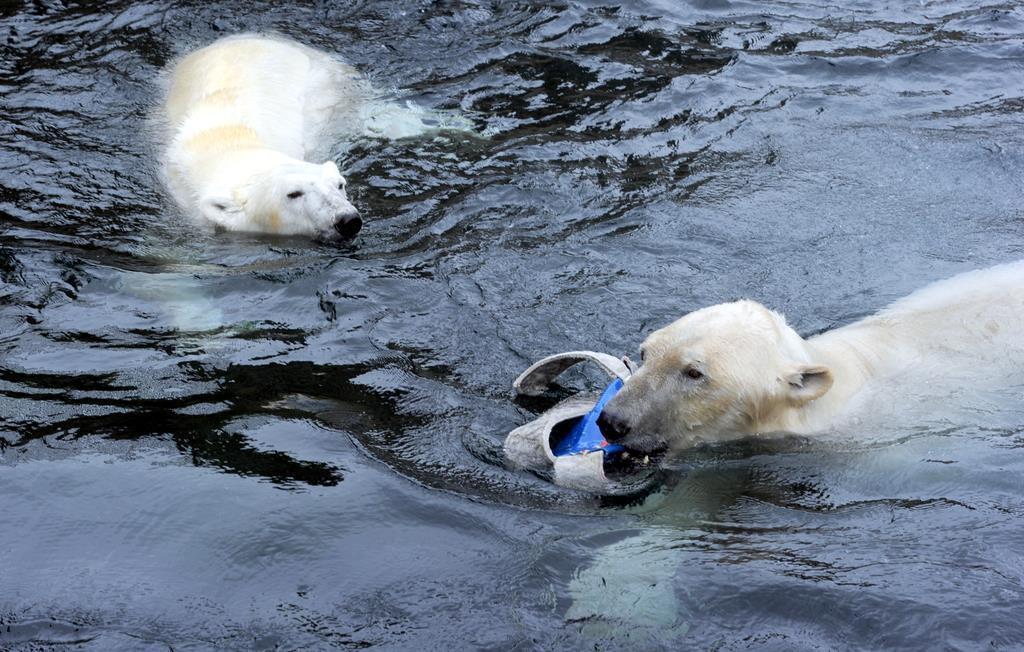 Die Eisbären Lloyd und Valeska.