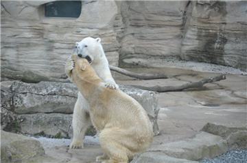 Die Eisbären Lloyd und Valeska werden am Samstag nicht im Außenbereich des Zoos am Meer in Bremerhaven zu sehen sein.