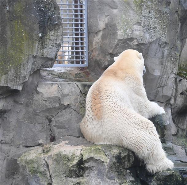Die Eisbären Valeska (li.) und Lloyd flirten im Zoo am Meer durch die versperrte Tür. Foto Scheschonka