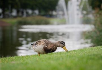 Die Enten am Holzhafen finden auf und neben dem Wasser genügend natürliches Futter und müssen nicht hungern.