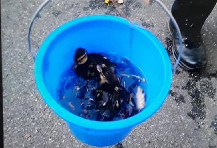 Celle: Küken stürzen in Schacht - Entenmutter macht Alarm Die Enten landen nach der Bergungsaktion in Celle sicher im Eimer.