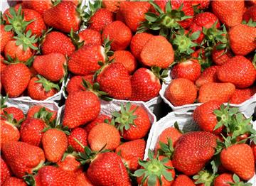 Die Erdbeeren-Saison in Niedersachsen hat begonnen. 