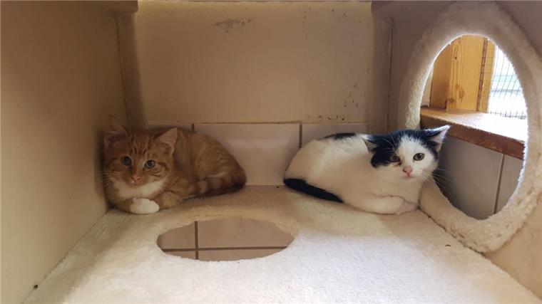 Flögeln: Großangelegte Suche nach kleinen Katzen Die ersten beiden Katzen, die der Tierschutzverein Cuxhaven in Flögeln gefunden hat, kamen gleich ins Tierasyl nach Wittstedt. Die dritte Katze wird ihnen folgen.