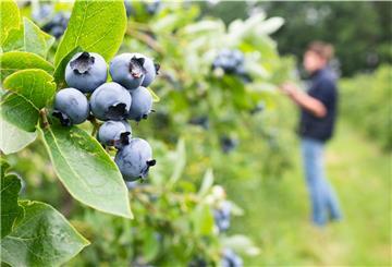 Die ersten Heidelbeeren in Niedersachsen werden reif.