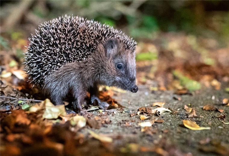 Die ersten Igel haben sich schon im Februar aus ihren Verstecken getraut. So kann man es den niedlichen Tieren einfacher machen. Der NABU gibt Tipps für den eigenen Garten.